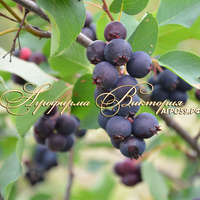 Ирга ольхолинстная ХОНИВУД ("Honeywood", Канада) Ирга ольхолинстная ХОНИВУД ("Honeywood", Канада)